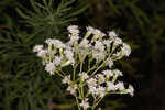 Hammock snakeroot